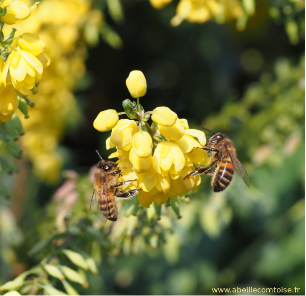 Le framboisier : floraison, vertus et intérêt pour l'apiculture